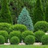 A winter garden featuring various types of coniferous shrubs and trees arranged in rows, with spherical and conical shapes, against a backdrop of lush green foliage.