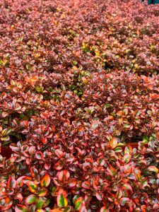 A dense group of red and green variegated succulent plants fills the frame.