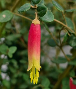 Close-up of a Correa redex 6" Pot flower, showing a red upper half fading to yellow at the tip, hanging from a stem with small, round green leaves in the background.