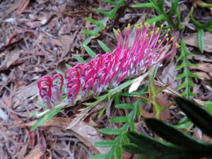 Close-up of a Grevillea 'Moe Gem' 6" Pot flower with curled pink petals and yellow-tipped stamens, surrounded by green leaves and brown fallen foliage on the ground. Perfect for planting in a 6" pot.