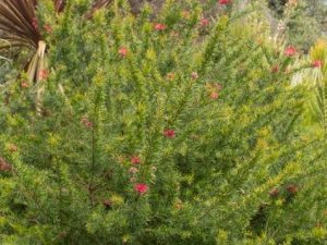 A dense green bush with scattered small red flowers, identified as a Grevillea 'Poorinda Firebird' 6" Pot (Copy), is shown in a garden setting, thriving in its 6" pot.