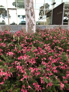 Pink and green flowering bushes in front of a tree and a modern building with large windows and a sign reading "McCubbin" in the background.