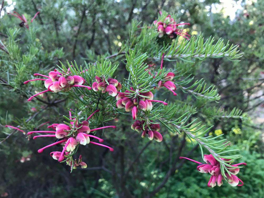 Close-up of a Grevillea 'Little Drummer Boy' 6" Pot, with thin, needle-like leaves and clusters of bright pink and white flowers against a blurred natural background.