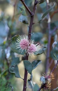 A close-up of a plant stem with green leaves and two spherical, spiky pink Hakea 'Sea Urchin Hakea' 6" Pot flowers.