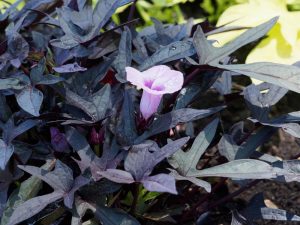 Close-up of a purple morning glory flower (Ipomoea) blooming among dark, pointed leaves in an Ipomoea 'Treasure Island Manihi' 6" Pot. Dewdrops are visible on the petals in the Treasure Island Manihi garden bed.