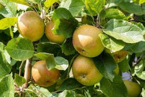 A cluster of ripe Malus 'Belle de Boskoop' Heritage Apple 10" Pot hangs from a tree branch surrounded by green leaves.