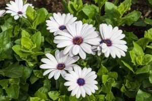 Close-up of African Daisy flowers (Osteospermum 'Akila White') with white petals and striking purple centers, surrounded by lush green leaves. Perfectly presented in a 3" pot.