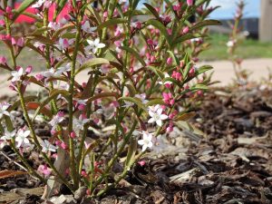 Philotheca Ruby Cascade waxflower australian native