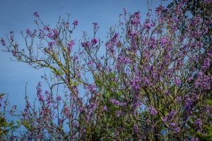 Tree branches with clusters of small purple flowers set against a clear blue sky give an enchanting "Prostanthera 'Purple Haze' Mint Bush 6" Pot" effect.