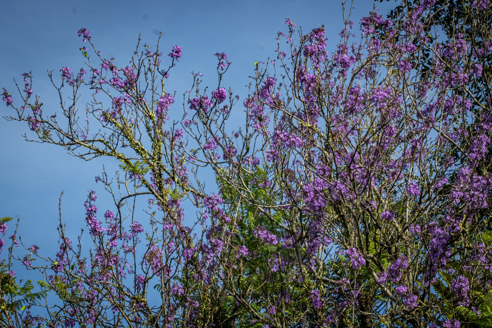Tree branches with clusters of small purple flowers set against a clear blue sky give an enchanting "Prostanthera 'Purple Haze' Mint Bush 6" Pot" effect.