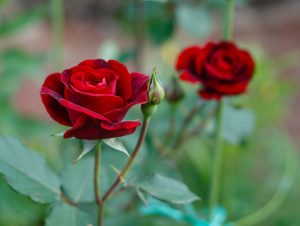 Close-up of two blossoming red roses on a green bush, their Rose 'Addictive Lure' Bush Form (Copy) drawing you in, with one vibrant bud in the foreground.