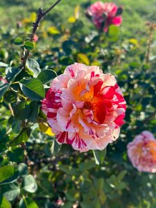 A multicolored Rose 'Forget Me Not' David Austin Bush Form (Copy) with pink, red, and white petals blooms among green foliage.