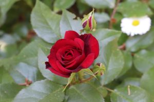 A red Rose 'Maurice Utrillo' David Austin Bush Form (Copy) in full bloom with a closed bud nearby, surrounded by green leaves. A white daisy is visible in the background, reminiscent of a Maurice Utrillo painting.
