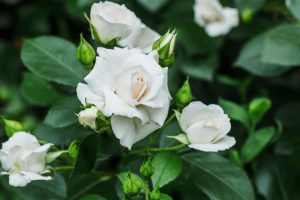 A cluster of Rose 'Nevada' Bush Form (Copy) in various stages of bloom, surrounded by dark green leaves, showcases the elegant bush form these roses take.