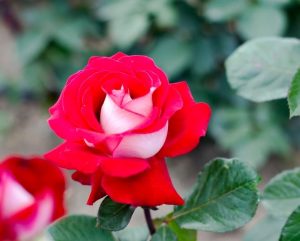 A red and white Rose 'Ellen Willmott' Bush Form (Copy) in bloom, surrounded by lush green leaves.