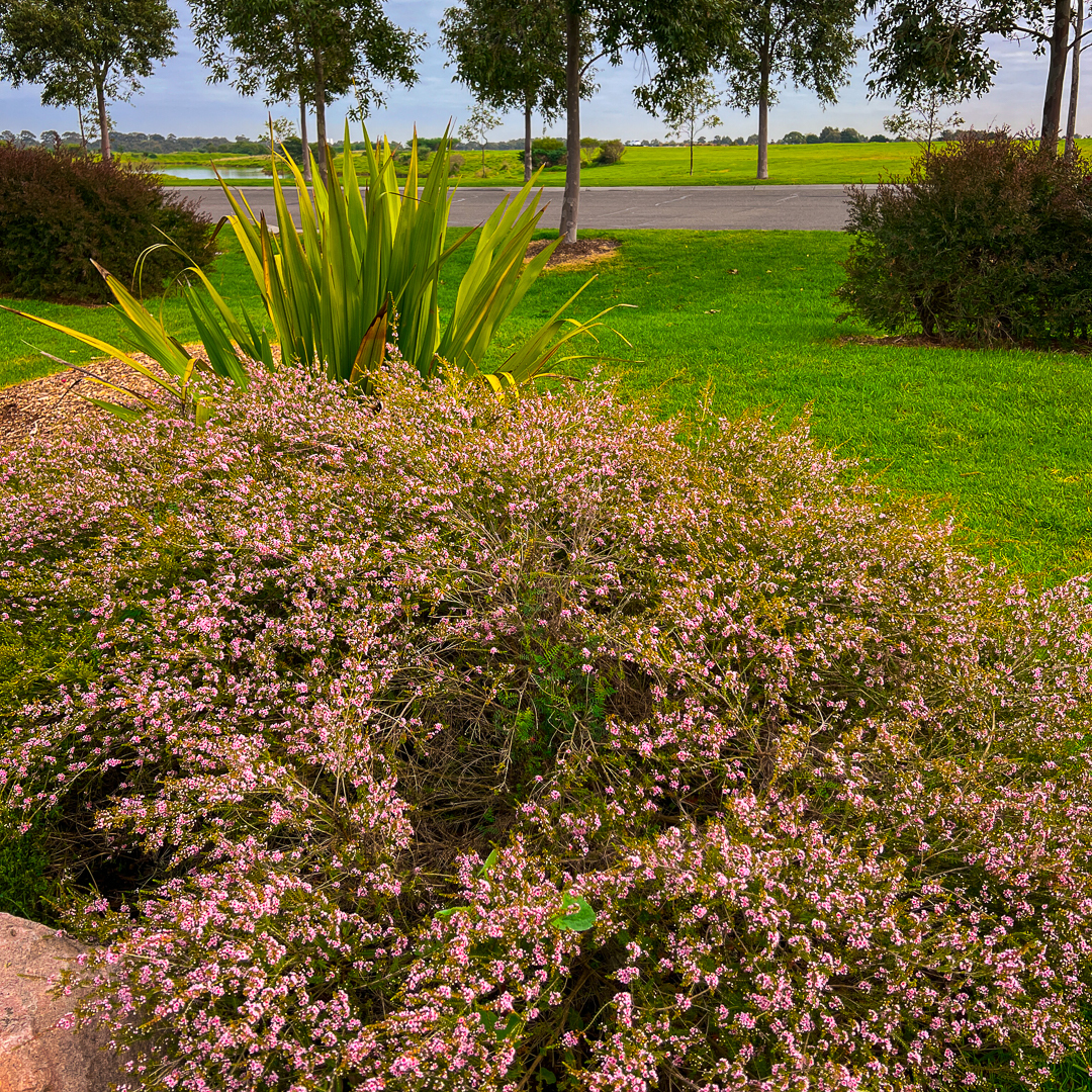 A green lawn with a large bush covered in small purple flowers in the foreground. There are taller green plants and trees in the background, along with a pathway and open field beyond.