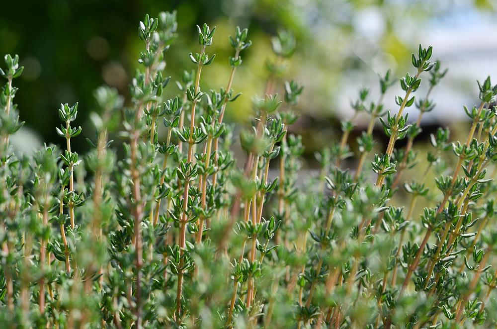 Edible Herb Thyme BBQ Close-up of lush green Thymus 'BBQ' Thyme 4" Pot, with numerous small leaves on thin stems, bathed in natural sunlight against a blurred background, perfect for enhancing your BBQ thyme dishes.