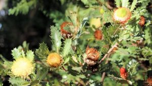 Close-up of a Banksia 'Oak Pot' plant with spiky leaves and variously colored flower heads in shades of green, yellow, orange, and brown, reminiscent of an oak tree's intricate foliage.