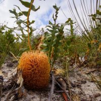 A round, spiky orange fungus grows among green vegetation on a sandy ground under a blue sky with some clouds, mimicking the vibrant hues of Banksia repens 'Spreading Banksia' 6" Pot.