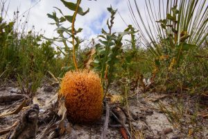 A round, spiky orange fungus grows among green vegetation on a sandy ground under a blue sky with some clouds, mimicking the vibrant hues of Banksia repens 'Spreading Banksia' 6" Pot.