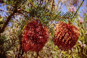banksia violacea violet banksia australian native purple flowered
