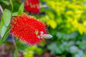 Close-up of a vibrant red bottlebrush flower in a 6" pot against a blurred green leafy background, showcasing the stunning beauty of the Melaleuca 'Ulladulla Beacon' Honey Myrtle 6" Pot.