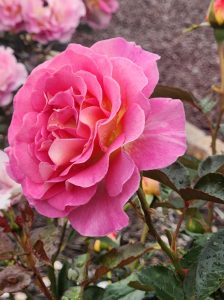 A close-up of a vibrant pink Rosa 'Elodie Gossuin' David Austin Bush Form (Copy) in full bloom with green leaves, David Austin's signature touch, and other smaller pink roses blurred in the background.