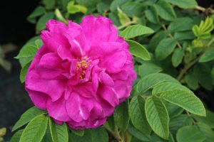A close-up of a Rose 'Bridal Bouquet' Bush Form (Copy) in pristine bloom captures the delicate beauty of this bush form variety.