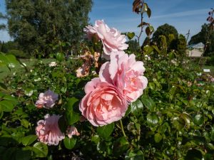 Rose 'Forget Me Not' David Austin Bush Form (Copy) in full bloom with green leaves in a garden under a clear blue sky.