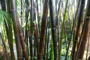 A dense cluster of tall, Bambusa 'Timor Black' Bamboo 8" Pot stalks is surrounded by lush green foliage in a serene Bamboo forest.