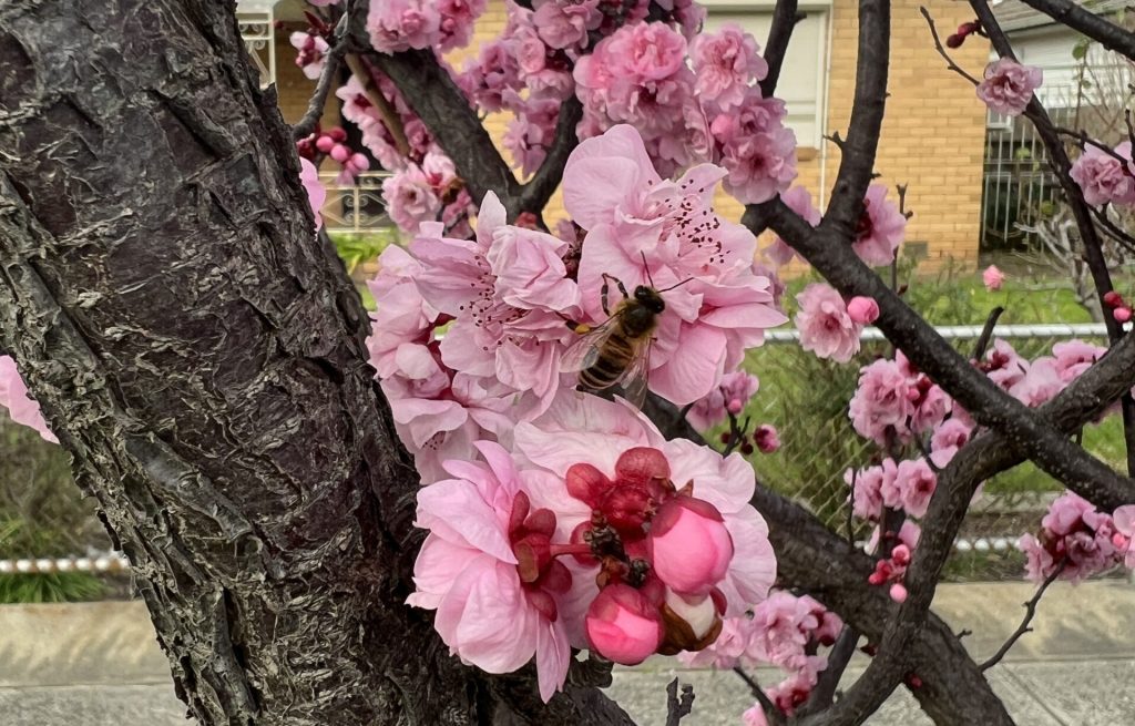 A bee is perched on a cluster of pink cherry blossoms on a tree, among some of the best magnolias for early spring. The background shows a house and a sidewalk.