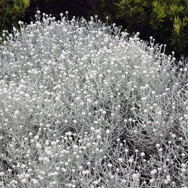 A dense cluster of silver cushion plants with small, round, white flower heads and green foliage in the background creates a captivating scene—ideal among plants for incredible fragrance. leucophyta brownii compacta nana