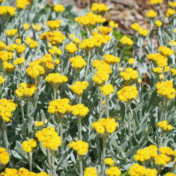 A dense patch of yellow wildflowers with green stems and leaves growing in a field. These plants, known for their incredible fragrance, thrive amidst the mulch-covered ground in the background.