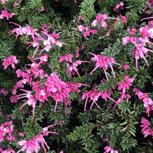 Close-up of vibrant pink flowers blooming among dense green foliage, these are perfect plants for incredible fragrance.