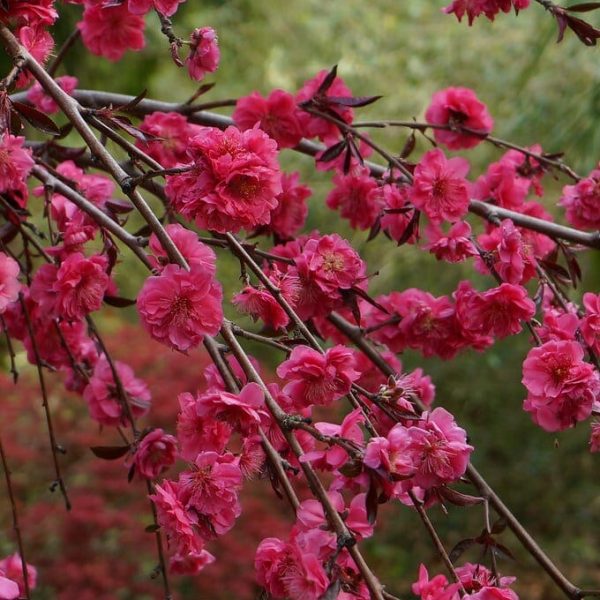 A branch filled with vibrant pink blossoms against a softly blurred green background.