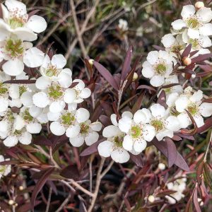 White flowers with green centers, known to be among the best plants for incredible fragrance, are surrounded by dark purple leaves in a garden setting. Leptospermum Copper Glow Tea Tree flowering