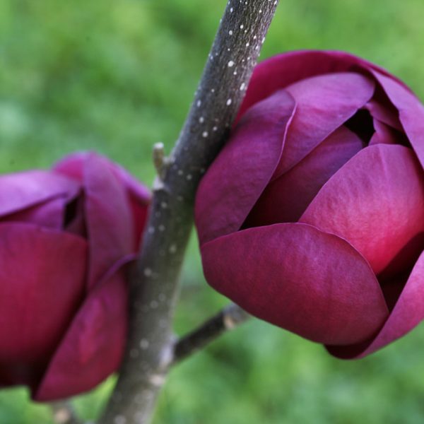 Two purple magnolia buds on a branch, set against a blurred green background, showcase the allure of plants known for incredible fragrance.