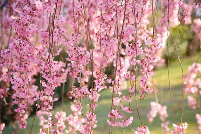 Close-up of pink cherry blossoms hanging from branches against a blurred greenery background, reminiscent of the best magnolias for early spring.