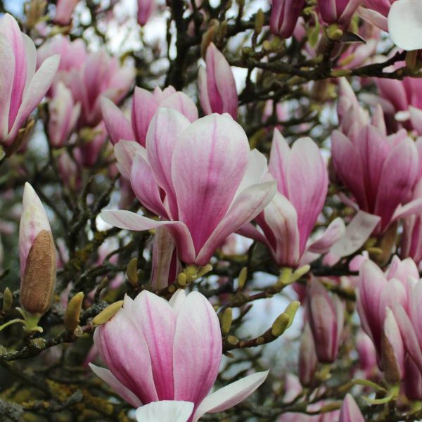Close-up of a blooming magnolia tree with numerous pink and white flowers among budding branches, one of the top plants for incredible fragrance. Magnolia Soulangeana