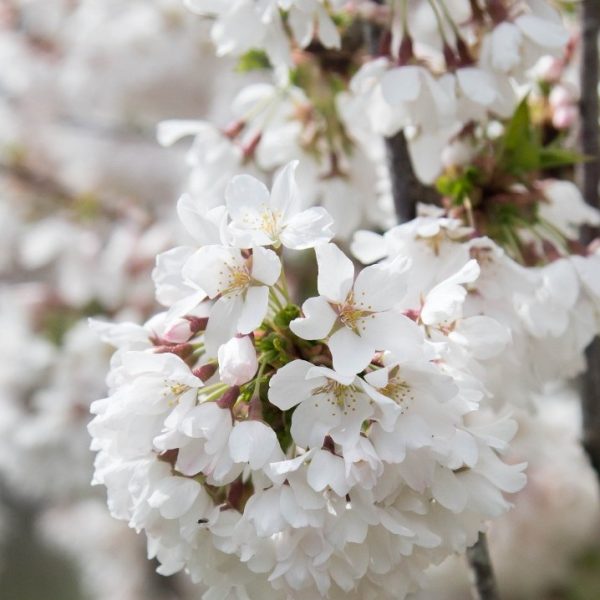 Close-up of a cluster of white cherry blossoms on a branch. The "Hello Hello Plants" logo is in the top left corner, showcasing our collection alongside the best magnolias for early spring.