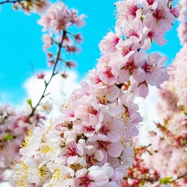 A close-up of a cherry blossom branch adorned with pink and white flowers against a bright blue sky, reminiscent of the best magnolias for early spring.