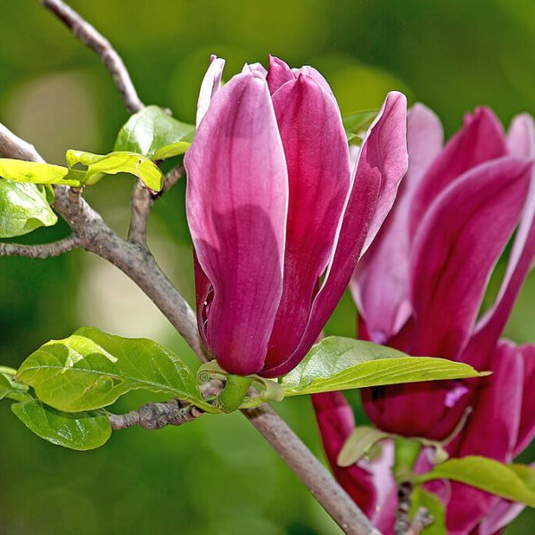 Close-up of vibrant purple magnolia buds and green leaves on a branch against a blurred green background, showcasing plants for incredible fragrance. Magnolia Nigra