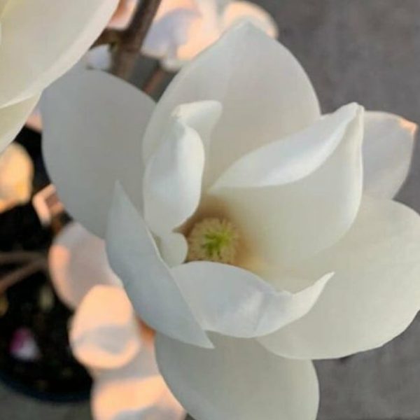 Close-up of white flowers in bloom on a plant stem, exuding incredible fragrance. The image features a "Hello Hello Plants" logo in the bottom left corner. Magnolia Yulan