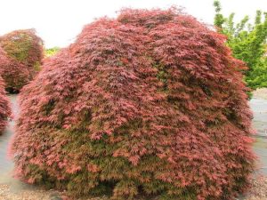A large, bushy tree with dense, reddish foliage and thin, delicate leaves.