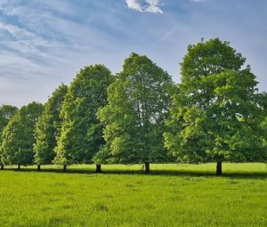A row of tall, leafy trees stands in a grassy field under a partly cloudy blue sky.