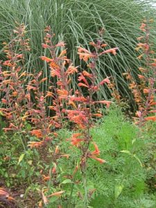 The Agastache 'Orange' plants in 6" pots take center stage with their vibrant blooms, set against a backdrop of tall, green grass.