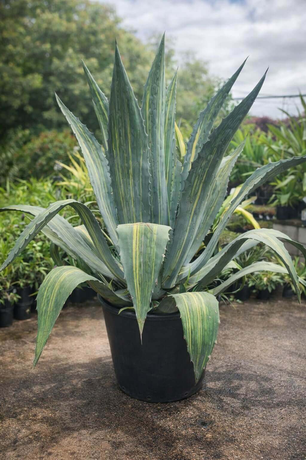 A striking Corylus 'Crazy Filbert' in a 24" pot stands on a concrete outdoor surface, surrounded by an agave with variegated leaves and other lush greenery in the background.