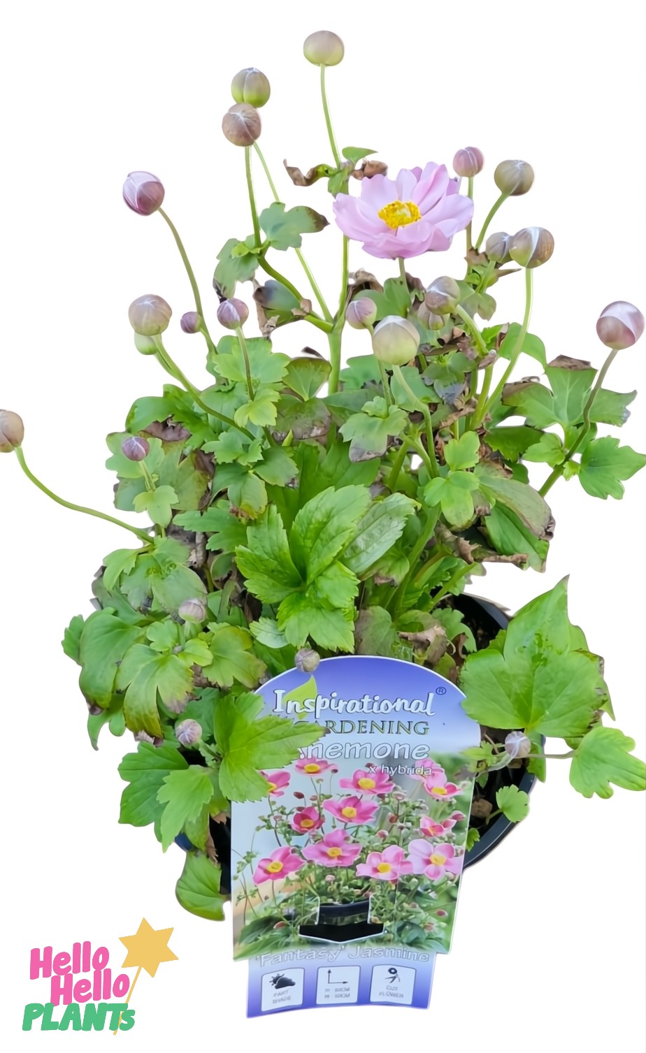 A potted Anemone Fantasy™ 'Jasmine' Windflower with green leaves and pink blooms. The label reads "Hello Hello Plants" and "Inspirational Gardening," featuring an anemone image.