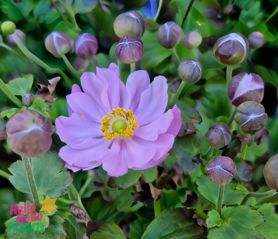 The Anemone Fantasy™ 'Jasmine' Windflower in a 6" pot is in full bloom, surrounded by lush green foliage and several unopened buds.