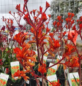 Anigozanthos 'King's Park Federation Flame™' Kangaroo Paw in 15cm black pots is displayed outdoors behind a wire fence, labelled, with red and orange flowers seen beneath a cloudy sky.